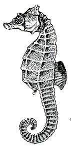 Hippocampus hippocampus_claves_01